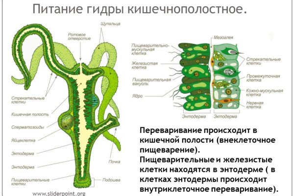 Кракен картель