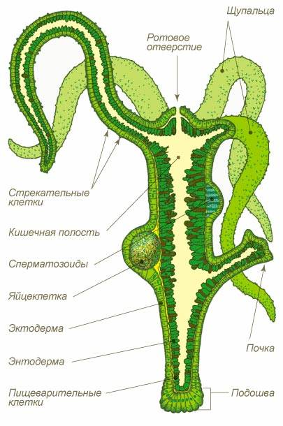 Кракен сайт 2krnk cc